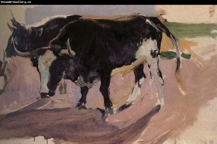 Joaquin Sorolla Bull Project